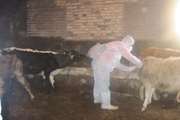اجرای طرح رایگان واکسیناسیون بر علیه بیماری تب مالت جمعیت گاو و گوساله در مناطق روستائی و عشایری شهرستان کلیبر