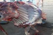 کشف کشتار غیر مجاز و عرضه غیر بهداشتی گوشت گاوی در شهر مرند