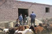 ویزیت ، واکسیناسیون و سمپاشی رایگان دام و طیور به مناسبت هفته دولت در شهرستان ملکان