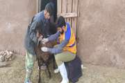 ارائه خدمات رایگان دامپزشکی در قالب گروه های جهادی در شهرستان میانه 