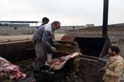 معدوم سازی 800 کیلوگرم گوشت گاوی غیر قابل مصرف در کشتارگاه شهرستان مراغه