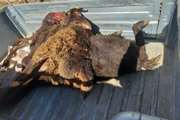 ضبط و معدوم سازی 2 لاشه گوسفندی کشتار غیر مجاز در شهرستان ملکان