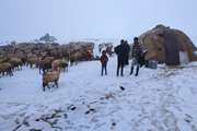 آمادگی کامل دامپزشکی شهرستان سراب برای کمک رسانی به عشایر گرفتار برف و سرما