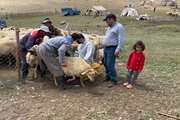 برگزاری اردوی جهادی 7 روزه  اداره دامپزشکی شهرستان تبریز در مناطق صعب العبور و عشایری 