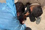 اقدام فوری اداره دامپزشکی شهرستان اسکو در مورد حیوان گزدیدگی روستای کلجاه