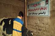 برگزاری اردوی جهادی اداره دامپزشکی شهرستان عجب شیر در روستای صعب العبور هرگلان