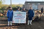 برگزاری اردوهای جهادی دامپزشکی در شهرستان سراب اردوی جهادی دامپزشکی