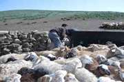 خدمت‌رسانی رایگان دامپزشکی در روستای محروم آستمال ورزقان