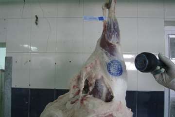 عملكرد شبكه دامپزشكي شهرستان تبريز به روايت تصوير