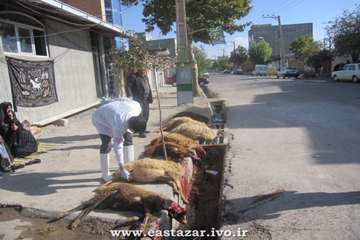 گزارش تصویری عملکرد اداره دامپزشکی هریس در ایام عاشورا و تاسوعای حسینی