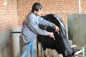 عملكرد شبكه دامپزشكي شهرستان عجب شير به روايت تصوير