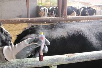 عملكرد شبكه دامپزشكي شهرستان آذرشهر به روايت تصوير