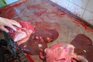 عملكرد شبكه دامپزشكي شهرستان شبستر به روايت تصوير