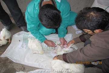 عملکرد اداره دامپزشکی شهرستان ملکان به روایت تصویر