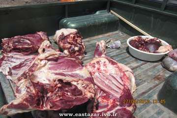 عملکرد اداره دامپزشکی شهرستان ملکان به روایت تصویر