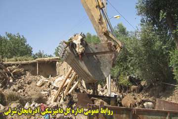 دفن بهداشتي لاشه هاي دامهاي تلف شده در زلزله آذربايجان شرقي