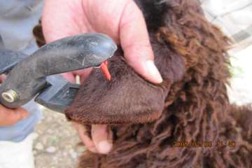 عملكرد شبكه دامپزشكي شهرستان تبريز به روايت تصوير