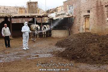 بمناسبت ایام ا... دهه فجر انجام واکسیناسیون، سمپاشی اماکن دامی و ویزیت رایگان دام های روستایی در روس