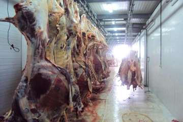 عملكرد شبكه دامپزشكي شهرستان بناب به روايت تصوير