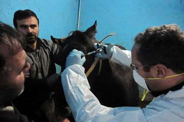 عملكرد شبكه دامپزشكي شهرستان تبريز به روايت تصوير