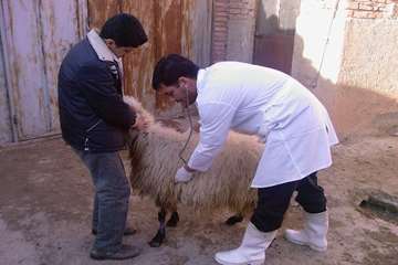 عملكرد شبكه دامپزشكي شهرستان شبستر به روايت تصوير