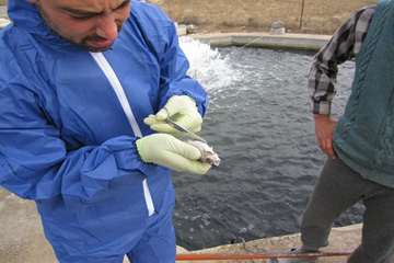 عملكرد شبكه دامپزشكي شهرستان عجب شير به روايت تصوير