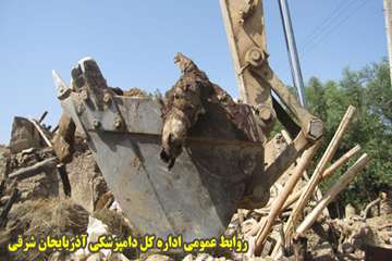 دفن بهداشتي لاشه هاي دامهاي تلف شده در زلزله آذربايجان شرقي
