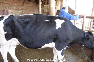 گزارش تصویری عملیات کنترل بیماری لمپی اسکین در استان آذربایجانشرقی