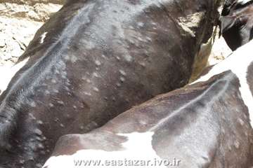 گزارش تصویری عملیات کنترل بیماری لمپی اسکین در استان آذربایجانشرقی