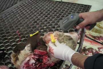 عملكرد شبكه دامپزشكي شهرستان تبريز به روايت تصوير