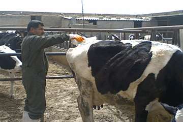 عملكرد شبكه دامپزشكي شهرستان بناب به روايت تصوير