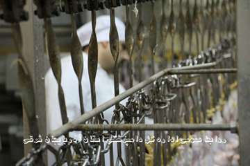 گزارش تصویری تور عکاسی جشنواره بیطار