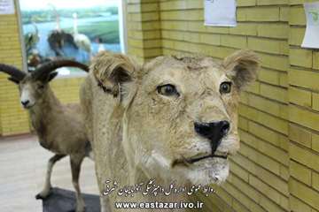 گزارش تصویری بازدید مدیر کل دامپزشکی استان از موزه حیات طبیعی