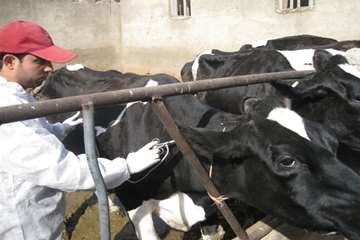 عملكرد شبكه دامپزشكي شهرستان تبريز به روايت تصوير