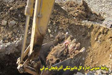 دفن بهداشتي لاشه هاي دامهاي تلف شده در زلزله آذربايجان شرقي