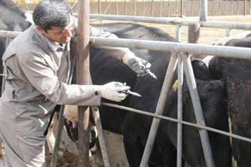 عملكرد شبكه دامپزشكي شهرستان آذرشهر به روايت تصوير