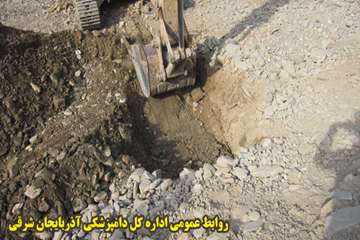 دفن بهداشتي لاشه هاي دامهاي تلف شده در زلزله آذربايجان شرقي