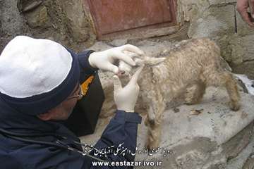 گزارش تصویری ویزیت و معاینه رایگان به مناسبت دهه فجر در شهرستانهای استان آذربایجان شرقی