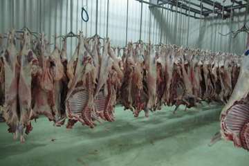 عملكرد شبكه دامپزشكي شهرستان بناب به روايت تصوير