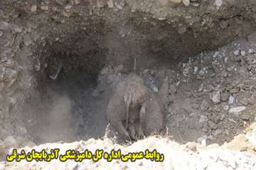 دفن بهداشتي لاشه هاي دامهاي تلف شده در زلزله آذربايجان شرقي