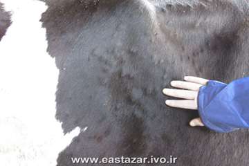 گزارش تصویری عملیات کنترل بیماری لمپی اسکین در استان آذربایجانشرقی