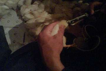 عملكرد شبكه دامپزشكي شهرستان ملكان به روايت تصوير