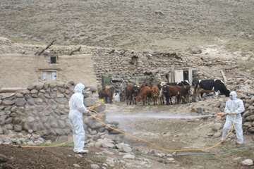 عملكرد شبكه دامپزشكي شهرستان تبريز به روايت تصوير