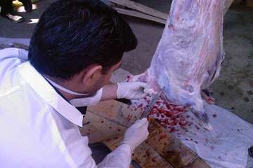 عملكرد شبكه دامپزشكي شهرستان شبستر به روايت تصوير