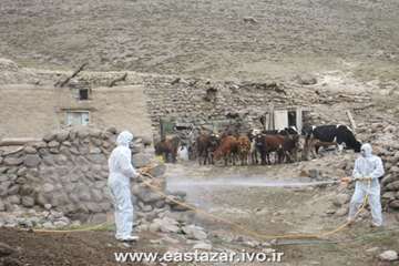 گزارش تصویری عملیات کنترل بیماری لمپی اسکین در استان آذربایجانشرقی
