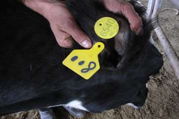 عملكرد شبكه دامپزشكي شهرستان تبريز به روايت تصوير