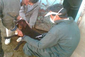 عملكرد شبكه دامپزشكي شهرستان ملكان به روايت تصوير