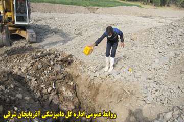 دفن بهداشتي لاشه هاي دامهاي تلف شده در زلزله آذربايجان شرقي