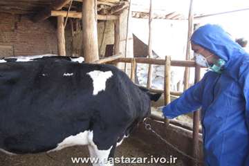 گزارش تصویری عملیات کنترل بیماری لمپی اسکین در استان آذربایجانشرقی