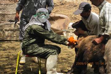 عملكرد شبكه دامپزشكي شهرستان تبريز به روايت تصوير